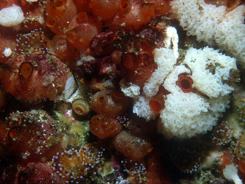 Dendrodoa grossularia and Clathrina coriacea on wave-surged vertical infralittoral rock